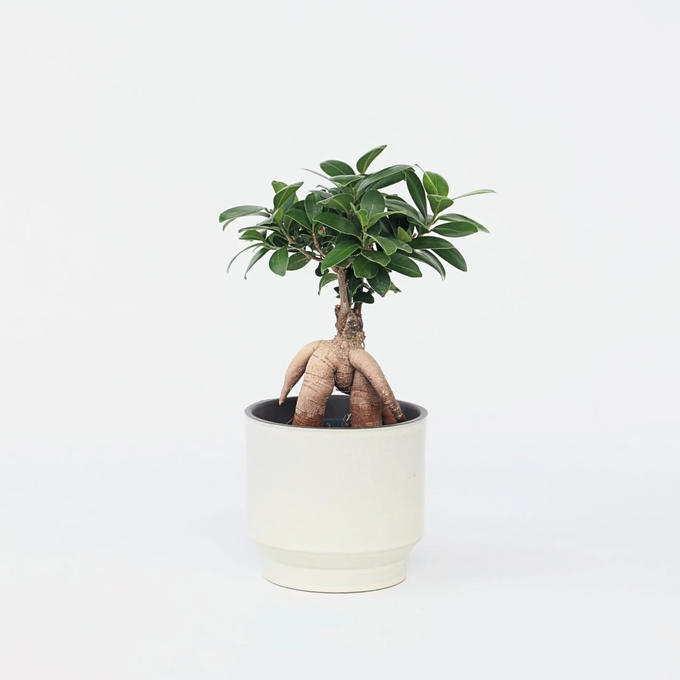 Bonsaï Ficus Ginseng Plante d'intérieur Pot 12cm Hauteur 30-40cm