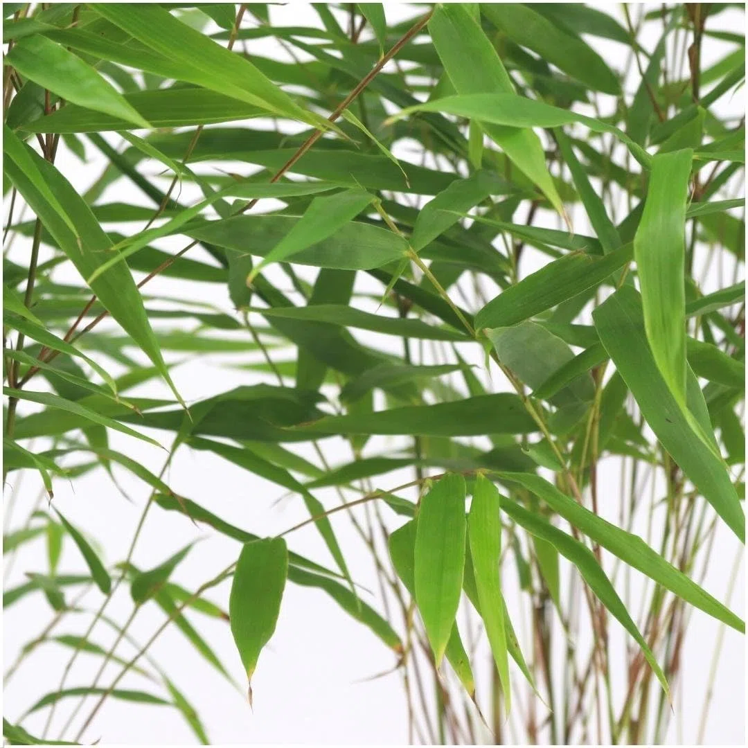 Plants by Frank | 6 Plantes de bambou rustique | Fargesia rufa | Ø13 cm | 25 cm | Bambou non traçant | Pour haie de pleine terre, pot ou jardinière | Plantes d’extérieur | Jardin