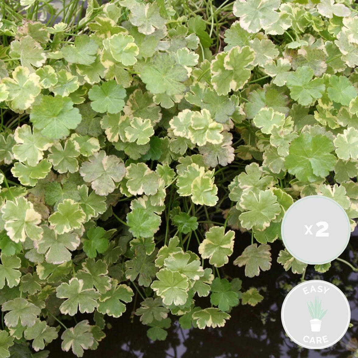 Bloomique Hydrocotyle Variegata Plante de bassin panachée 10-20 cm Pot 11 cm