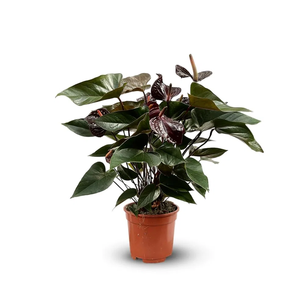 Attitude Jardin - Anthurium black - plante d'intérieur - 60-70 cm - ⌀ 17 cm - plante fleurie