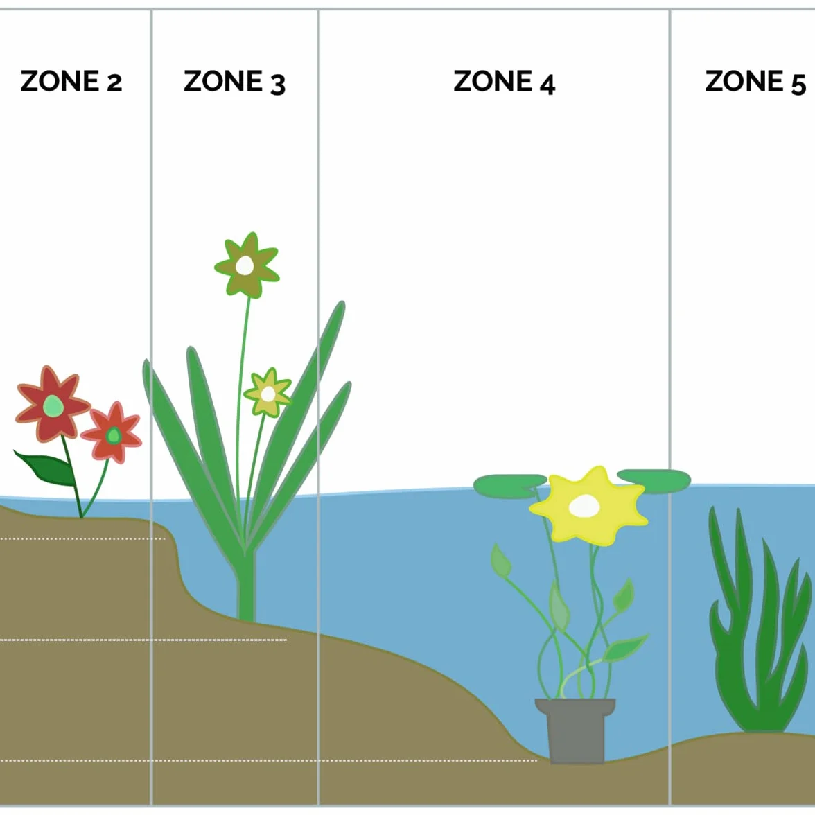 Bloomique Hippuris Vulgaris Plantes de bassin aquatiques Rustique Hauteur 10-20 cm Pot 11 cm