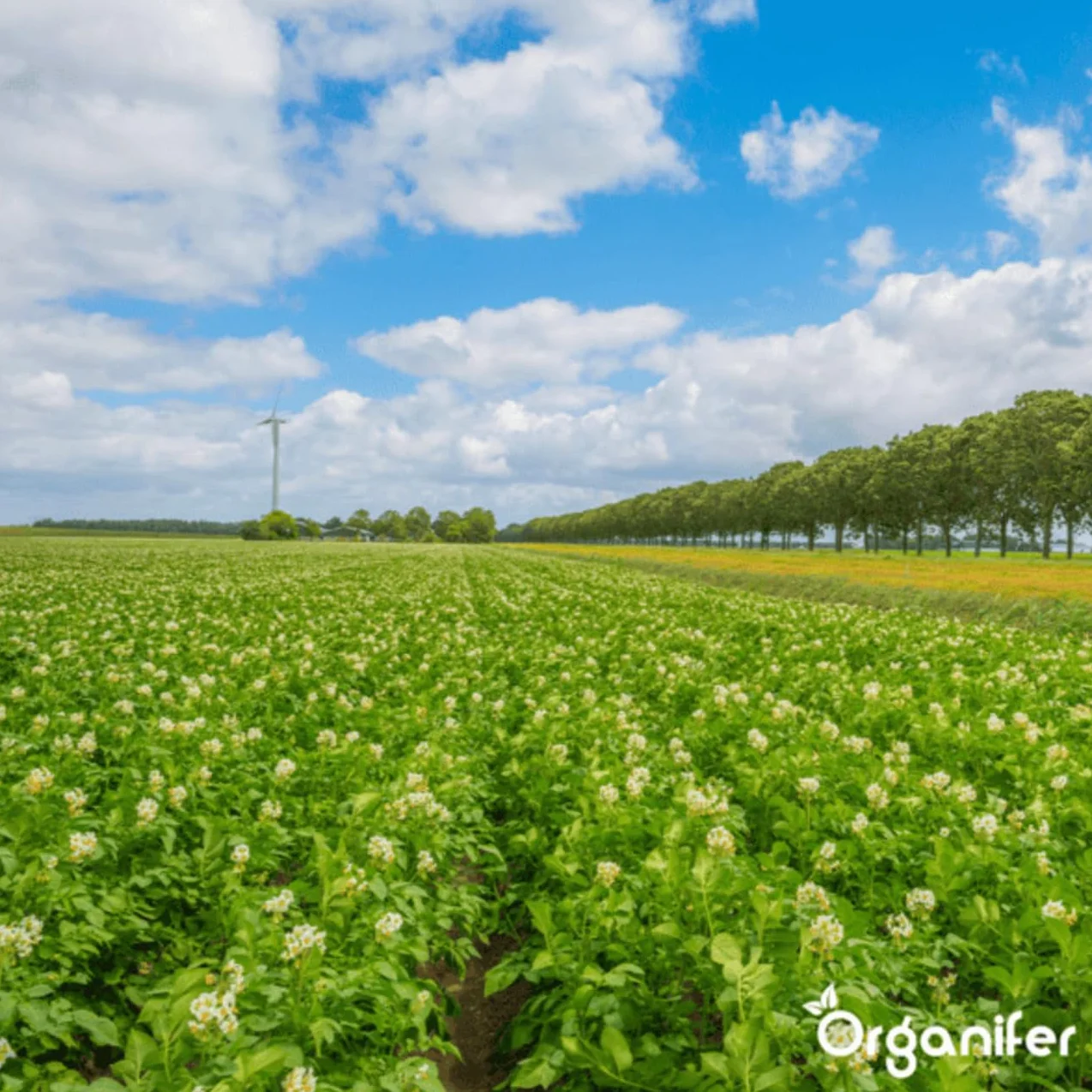 Concentré Phytophthora - 1000 Ml Pour 1000 M2 - Produit Pour Pommes De Terre Et Tomates - Entretien Des Plantes - Engrais Végétal - Organifer
