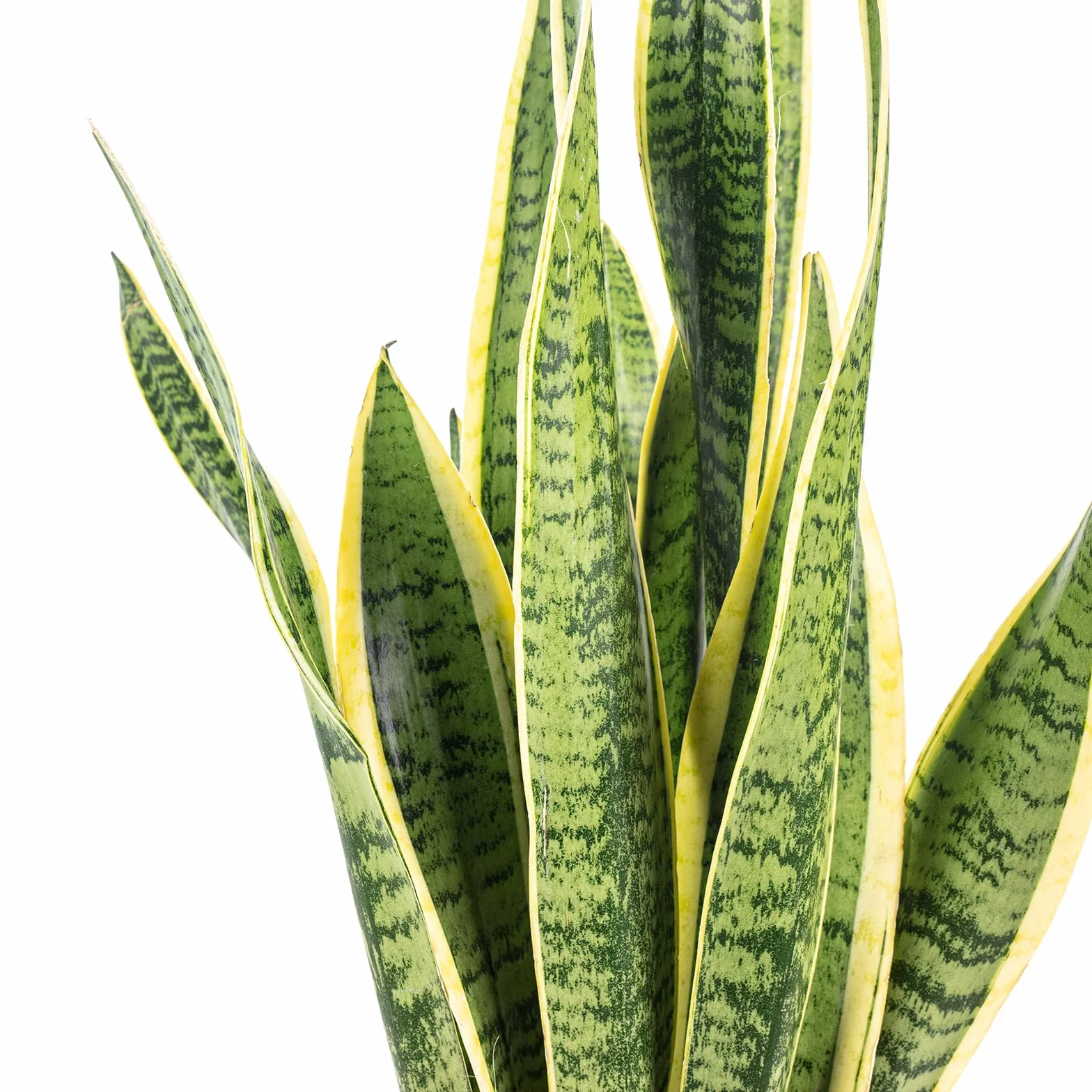 Sansevière - plante d'intérieur facile d'entretien, Sansevieria trifasciata Laurentii - hauteur env. 65 cm, pot-Ø 17 cm