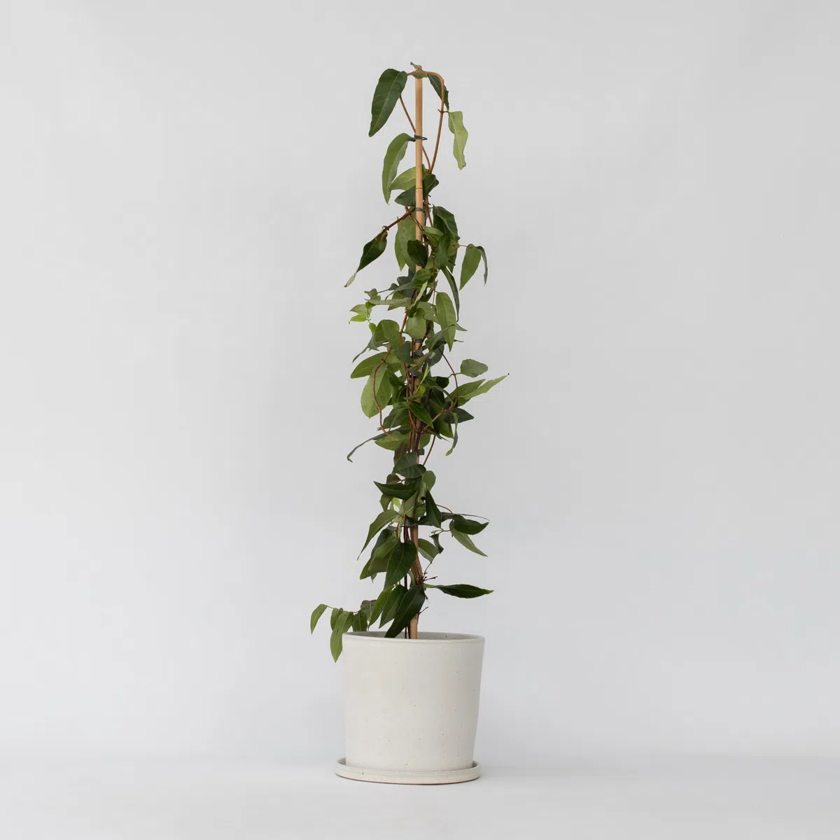 Plant in a Box - Lonicera henryi 'Beauté du cuivre' - Chèvrefeuille de Henry - Plante de jardin - Plante grimpante - Jaune - ⌀17cm - Hauteur 110-120cm